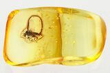 Detailed Fossil Black Fly (Simuliidae) In Baltic Amber #367426-1